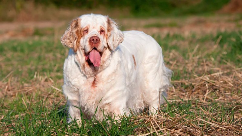 Đặc điểm của chó Clumber Spaniel 2