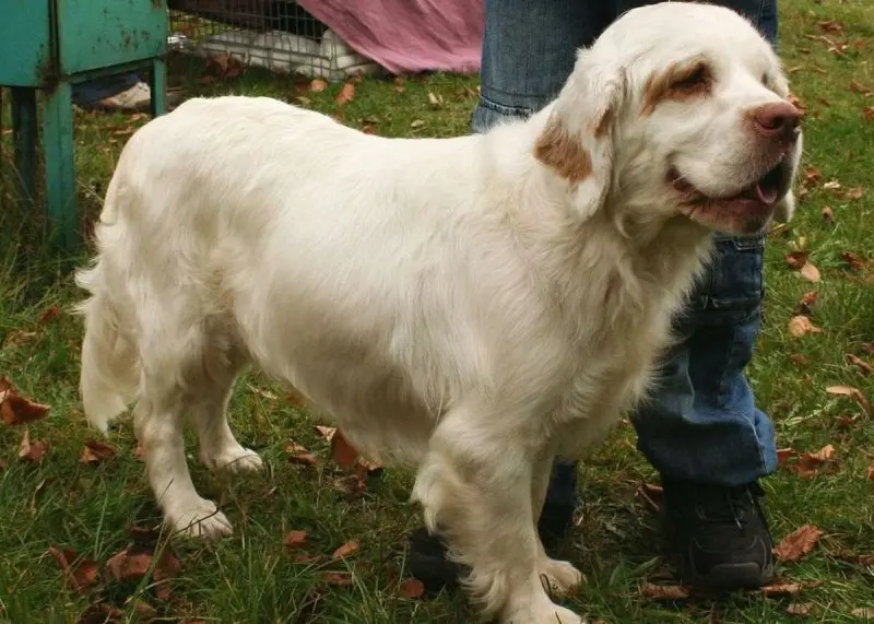 Cách chăm sóc chó Clumber Spaniel 2