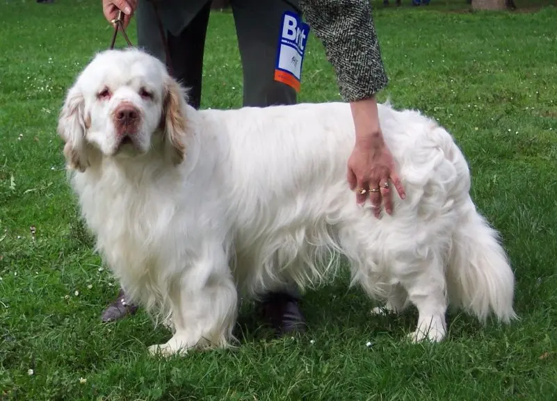 Cách chăm sóc chó Clumber Spaniel 3