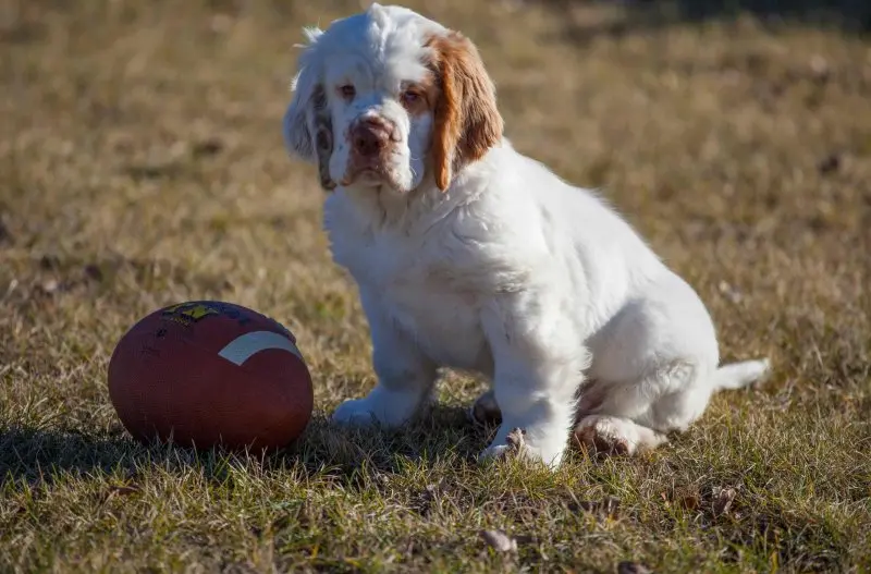 Tuổi thọ và sức khỏe của chó Clumber Spaniel