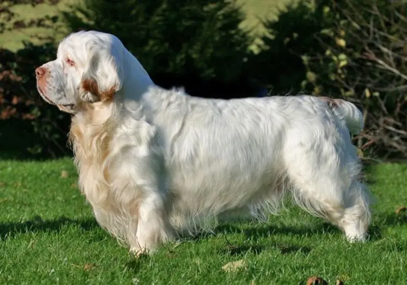 Giá bán chó Clumber Spaniel