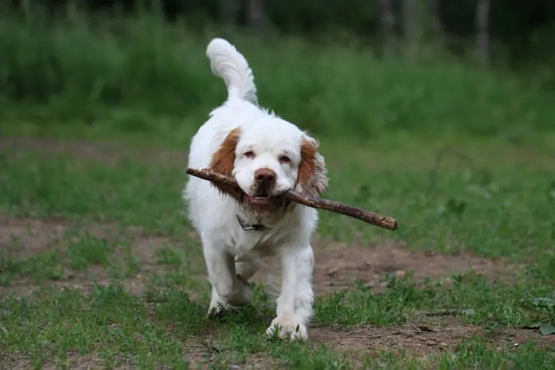 Hình ảnh chó Clumber Spaniel đáng yêu 1