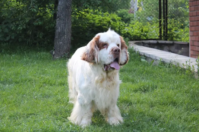 Hình ảnh chó Clumber Spaniel đáng yêu 2