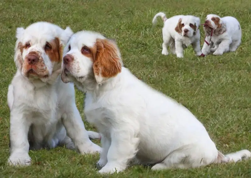 Hình ảnh chó Clumber Spaniel đáng yêu 3