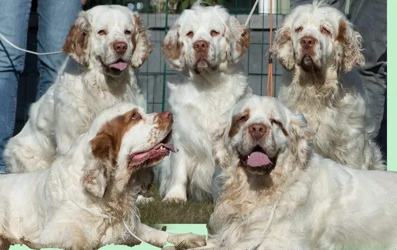 Hình ảnh chó Clumber Spaniel đáng yêu 4