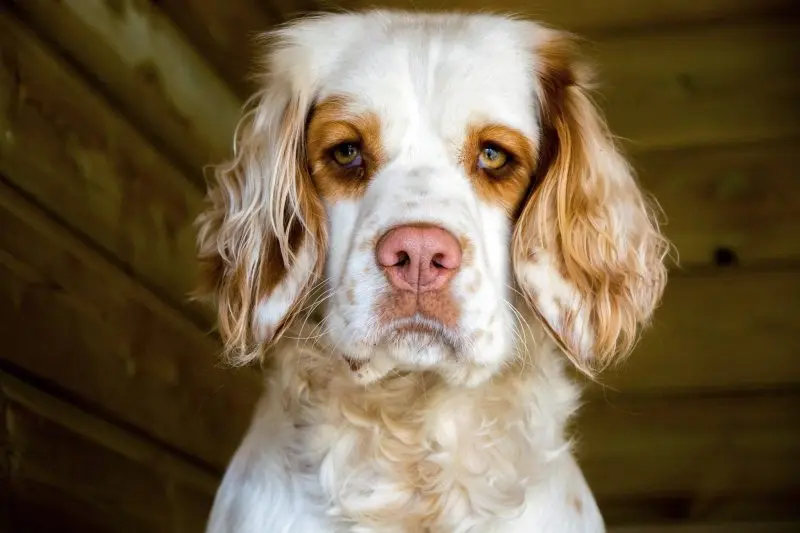 Hình ảnh chó Clumber Spaniel đáng yêu 5