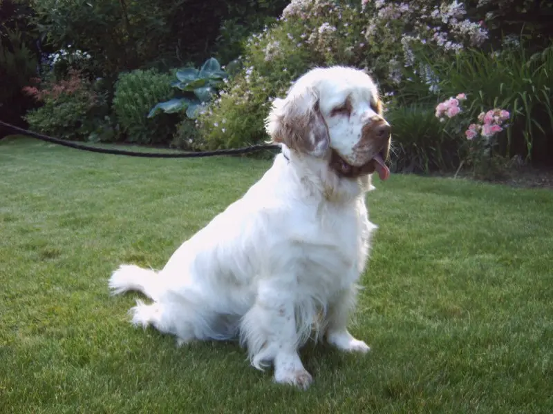 Hình ảnh chó Clumber Spaniel đáng yêu 6