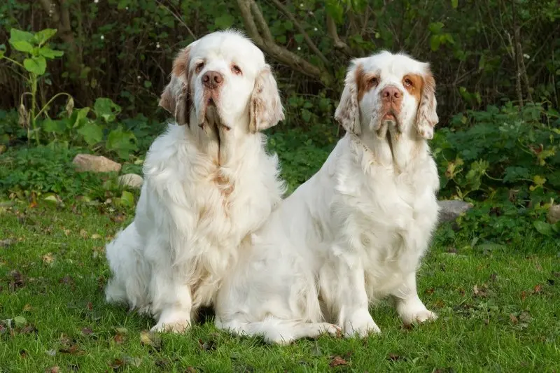 Hình ảnh chó Clumber Spaniel đáng yêu 7