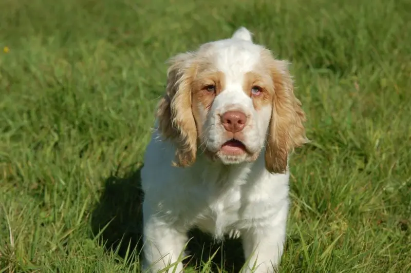 Hình ảnh chó Clumber Spaniel đáng yêu 8