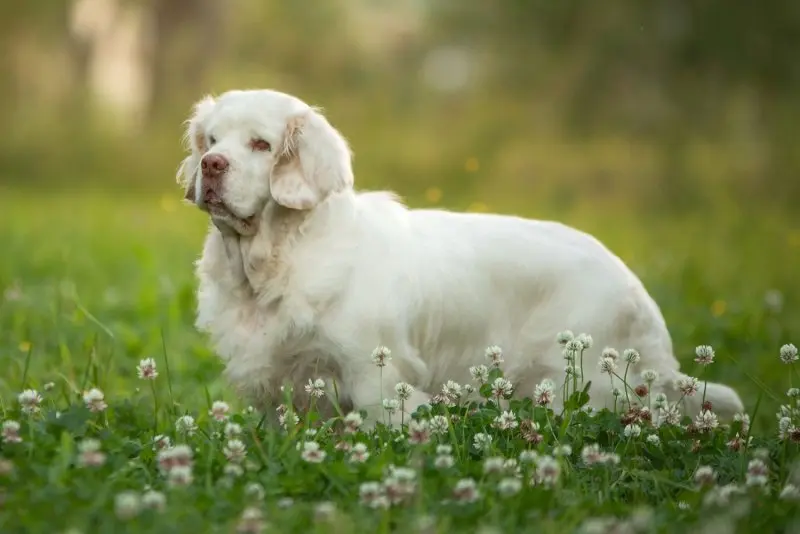 Hình ảnh chó Clumber Spaniel đáng yêu 9