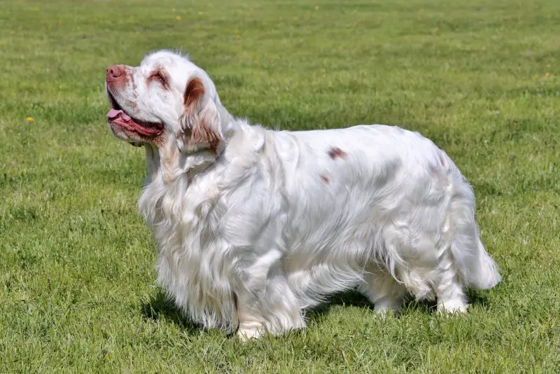 Hình ảnh chó Clumber Spaniel đáng yêu 10