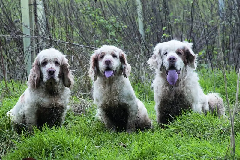 Hình ảnh chó Clumber Spaniel đáng yêu 11