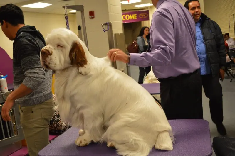 Hình ảnh chó Clumber Spaniel đáng yêu 12