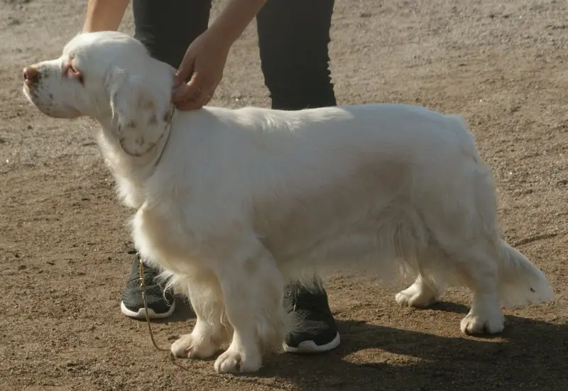 Hình ảnh chó Clumber Spaniel đáng yêu 13