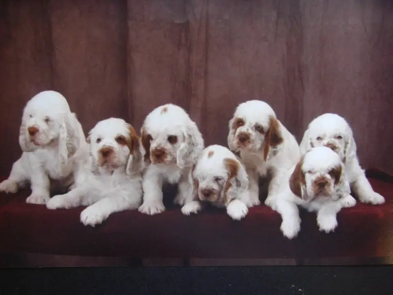 Hình ảnh chó Clumber Spaniel đáng yêu 14