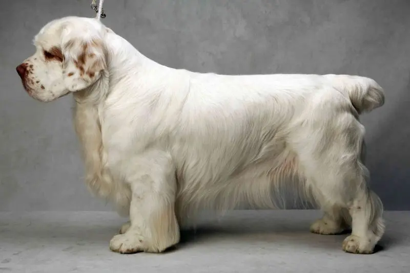 Hình ảnh chó Clumber Spaniel đáng yêu 15