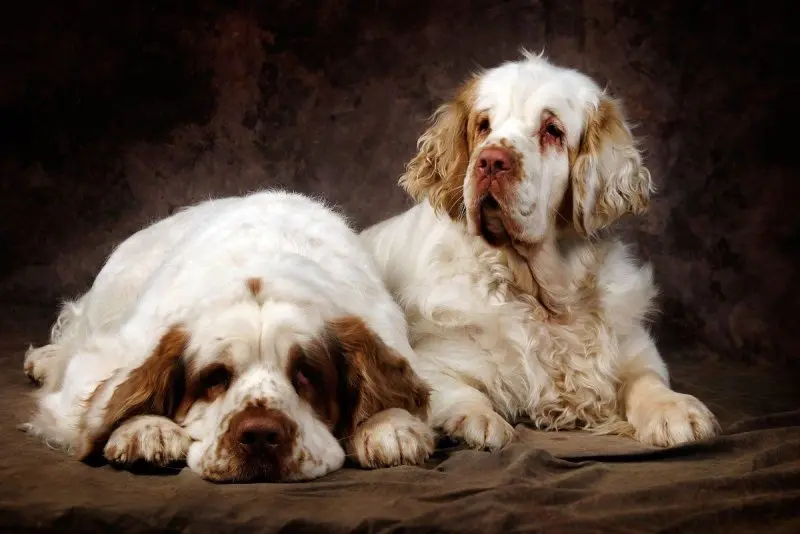 Hình ảnh chó Clumber Spaniel đáng yêu 16