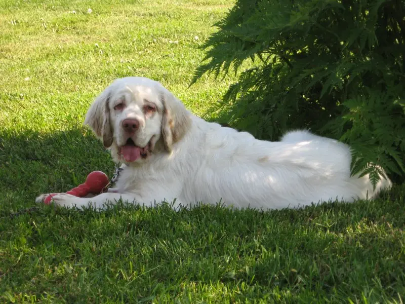 Hình ảnh chó Clumber Spaniel đáng yêu 17