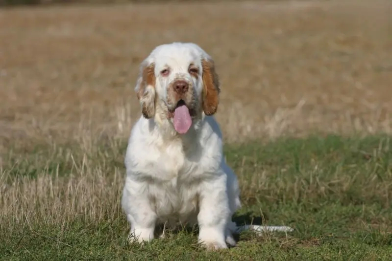 Hình ảnh chó Clumber Spaniel đáng yêu 18