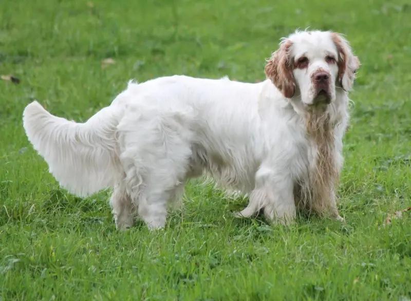 Hình ảnh chó Clumber Spaniel đáng yêu 19