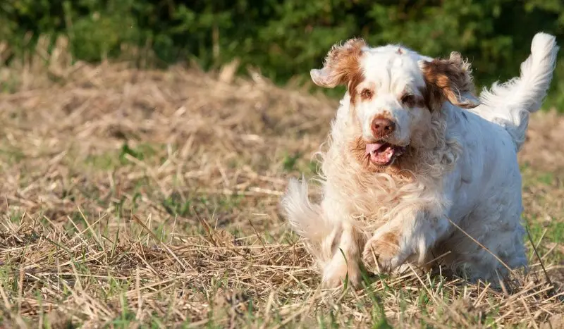 Hình ảnh chó Clumber Spaniel đáng yêu 20