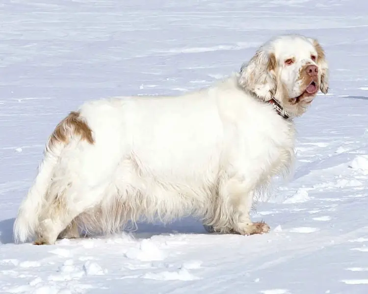 Hình ảnh chó Clumber Spaniel đáng yêu 21