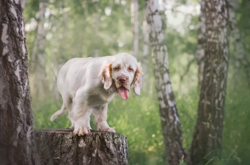 Hình ảnh chó Clumber Spaniel đáng yêu 22