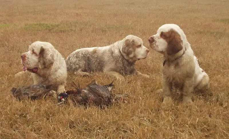 Hình ảnh chó Clumber Spaniel đáng yêu 23