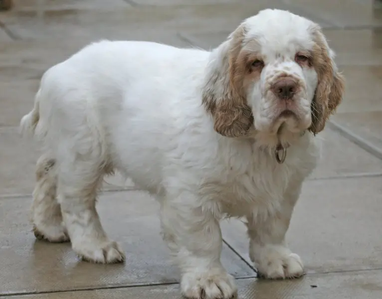 Hình ảnh chó Clumber Spaniel đáng yêu 24