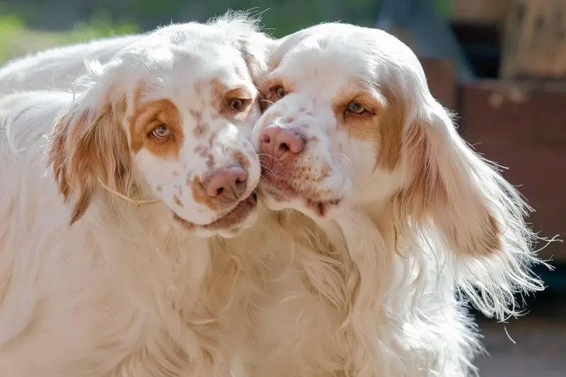 Hình ảnh chó Clumber Spaniel đáng yêu 25