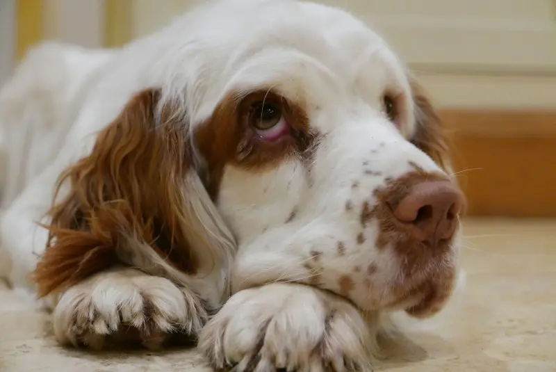 Hình ảnh chó Clumber Spaniel đáng yêu 26