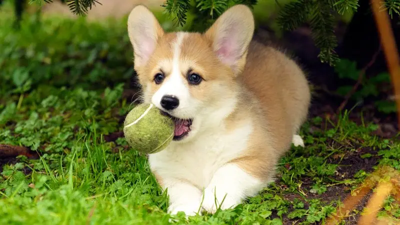 Pembroke Welsh Corgi