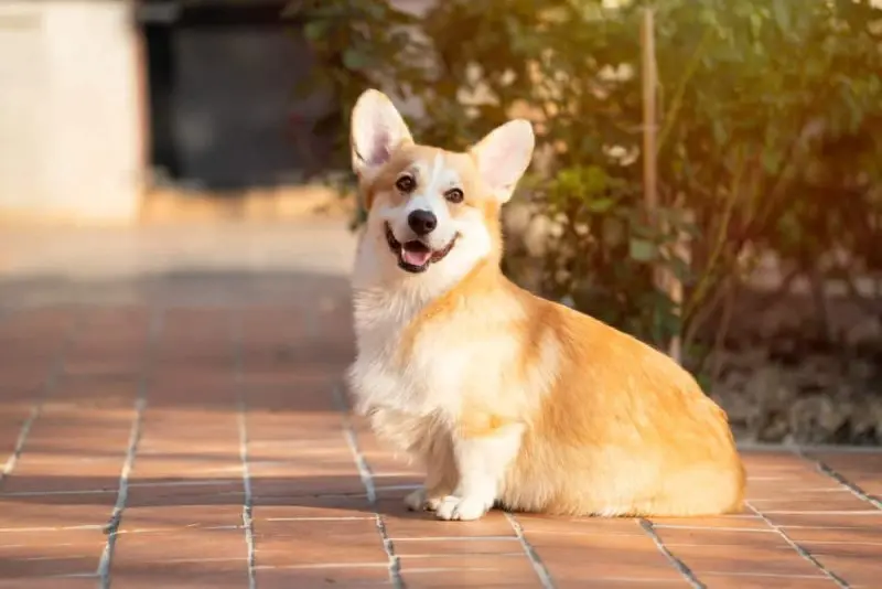 Chó Corgi màu lông Fawn 