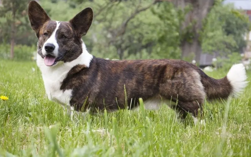 Cardigan Welsh Corgi