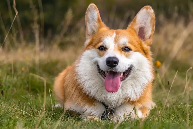 Cách chăm sóc chó Corgi 2