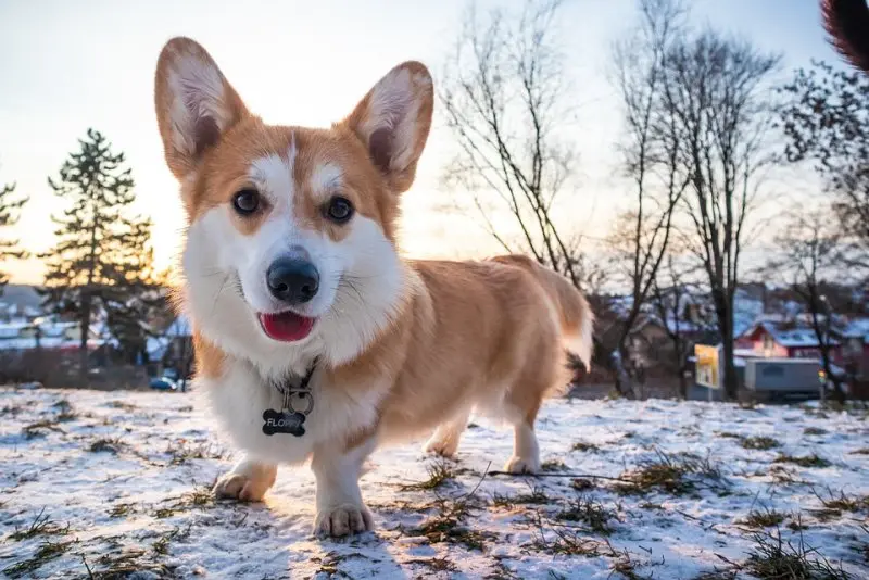 Cách chăm sóc chó Corgi 3