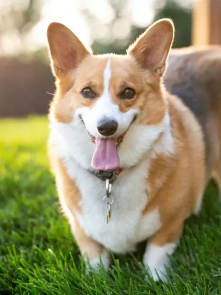 Đặc điểm ngoại hình của chó Corgi