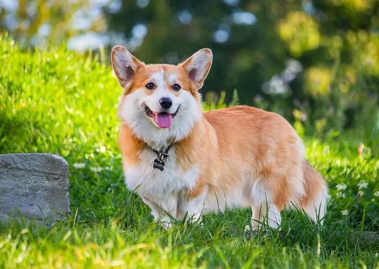 Cách chăm sóc chó Corgi 1