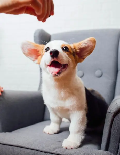 Các bệnh thường gặp của chó Corgi 1