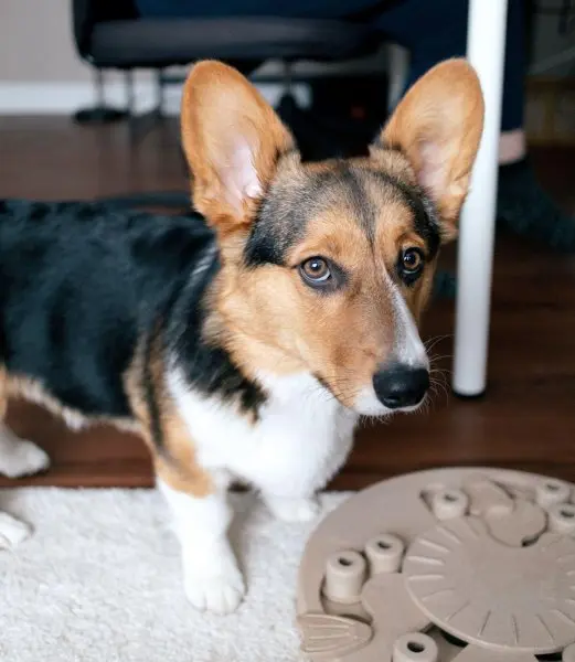 Các bệnh thường gặp của chó Corgi 2