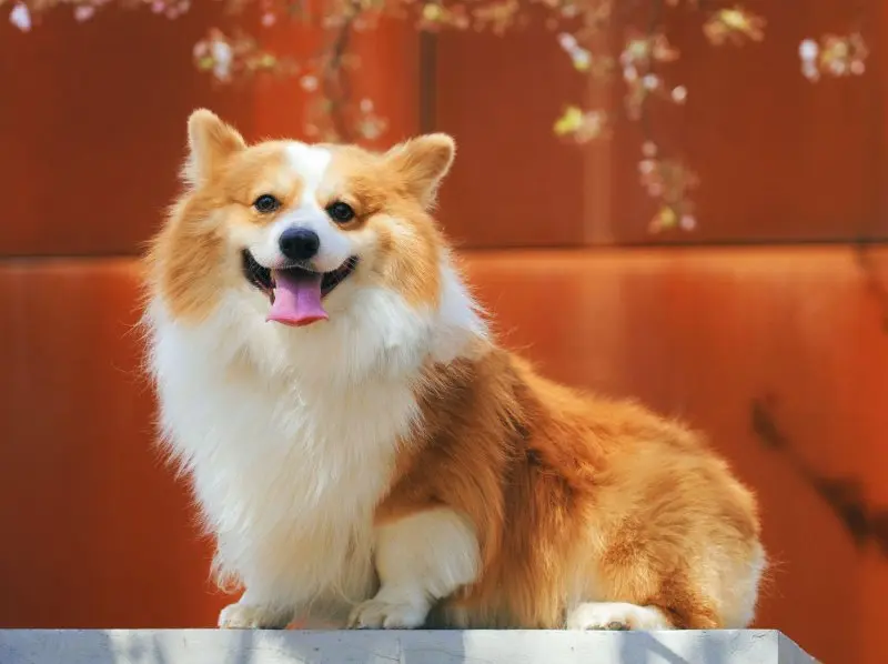 Màu lông phổ biến nhất của Corgi: Red 