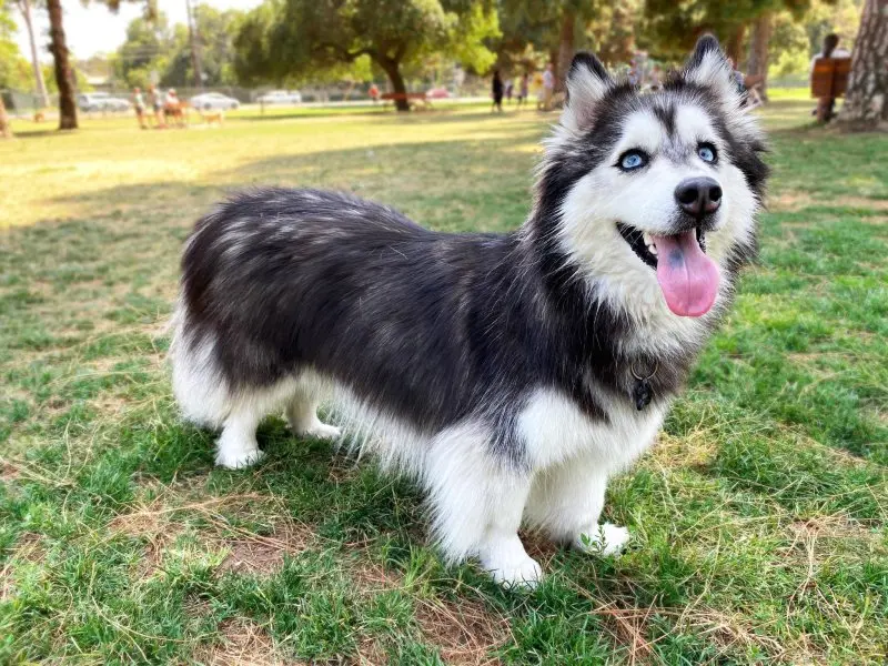 Chó Corgi lai Husky