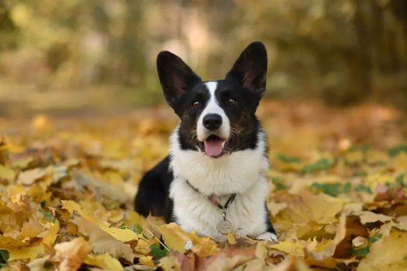 Màu lông phổ biến thứ hai của Corgi: Black & Tan