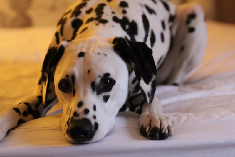 Đặc điểm tính cách của chó Dalmatian 1