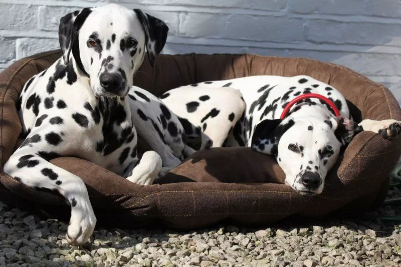 Đặc điểm tính cách của chó Dalmatian 3