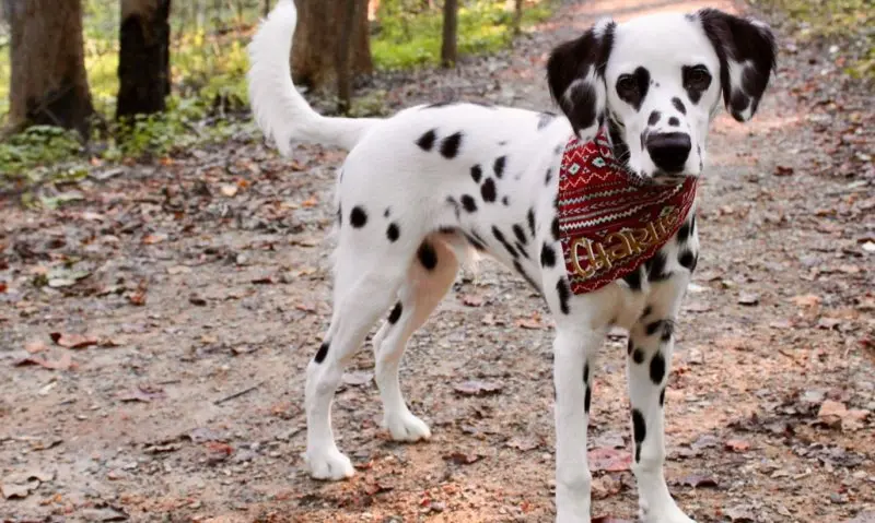 Cách chăm sóc chó Dalmatian 5