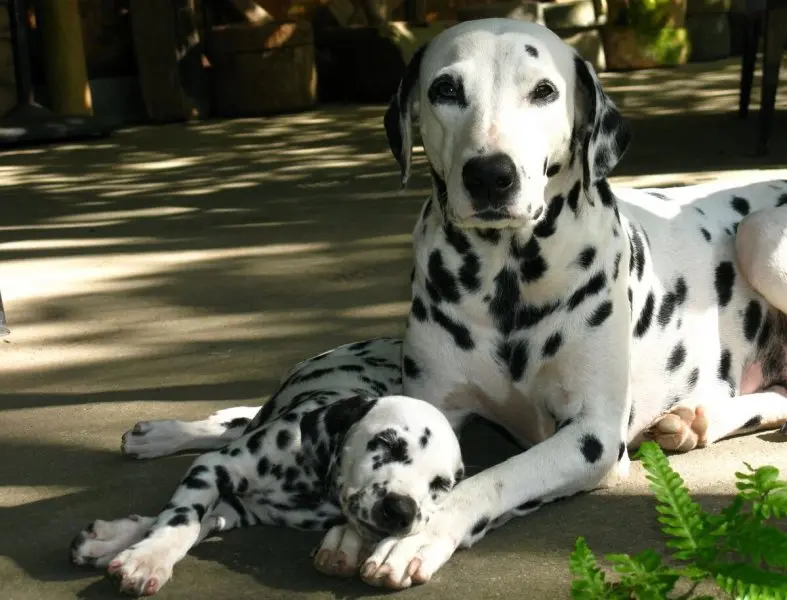 Các bệnh thường gặp của chó Dalmatian