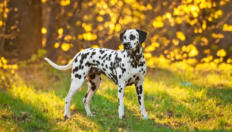 Giá bán chó Dalmatian