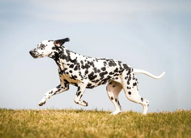 Ảnh Chó Dalmatian (Chó Đốm) 1