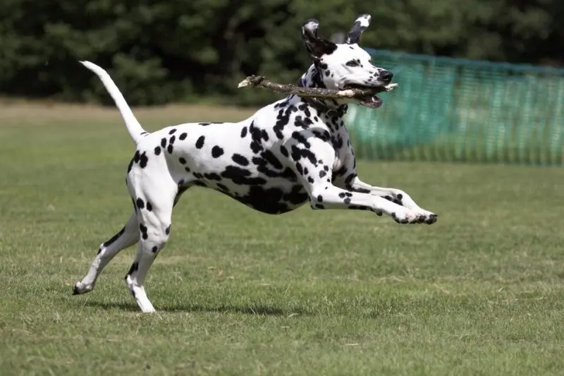 Ảnh Chó Dalmatian (Chó Đốm) 2